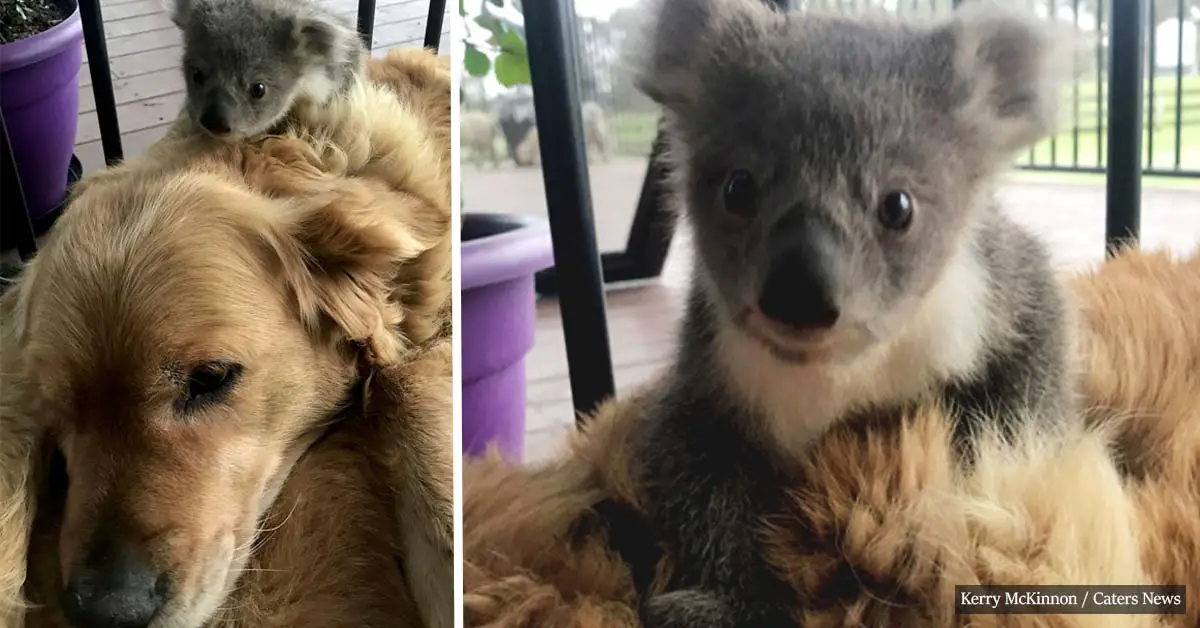 Golden retriever saves the life of a baby koala by keeping it snuggled in her fur