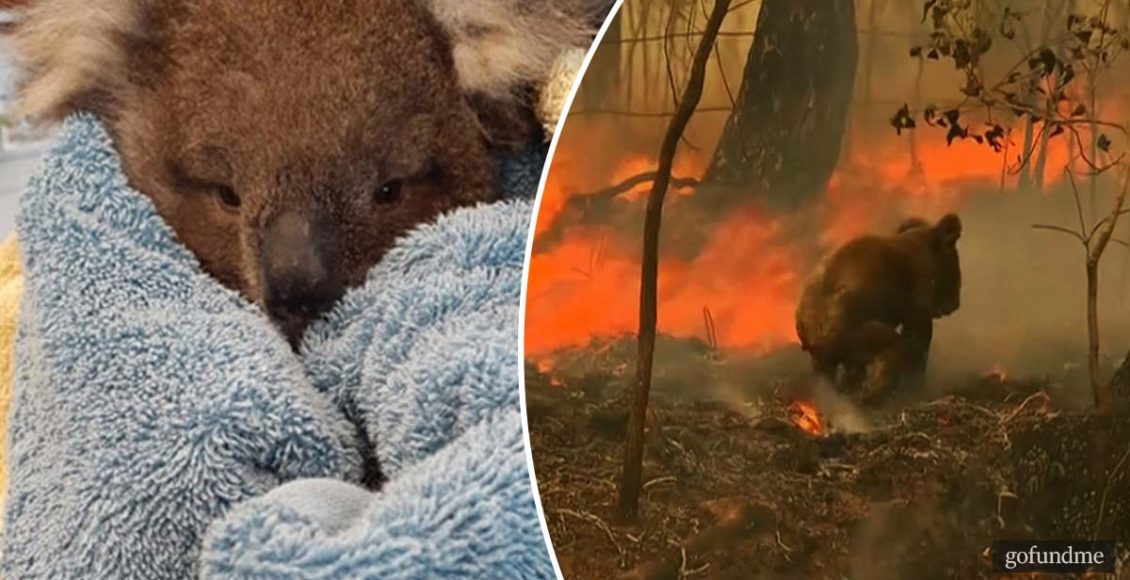How you can donate and help with the Australian wildfires