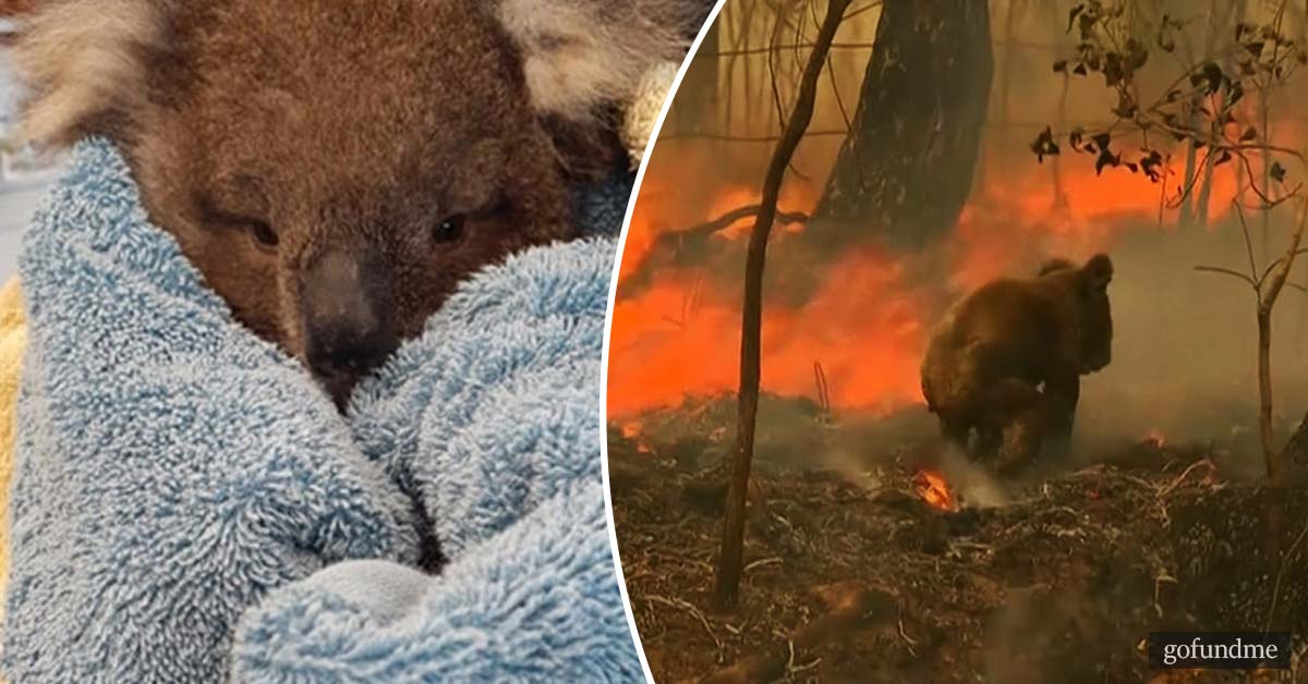 How you can donate and help with the Australian wildfires
