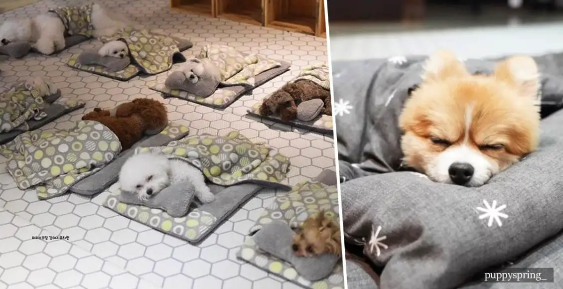 Adorable photos of sleeping puppies at a pet daycare took over the Internet!