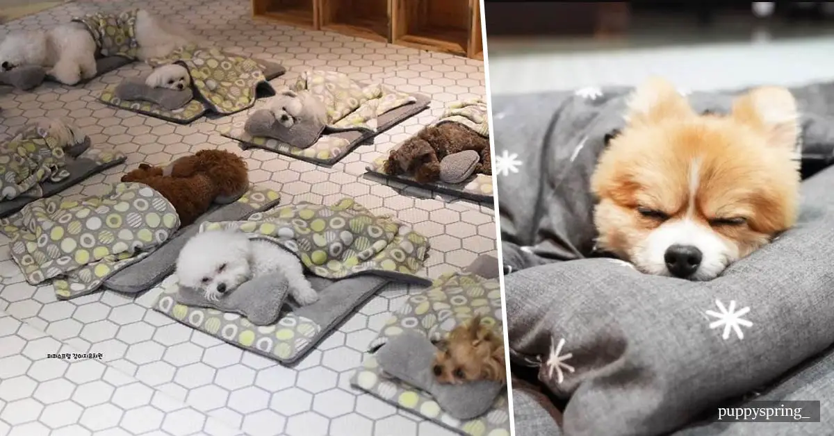 Adorable photos of sleeping puppies at a pet daycare took over the Internet!