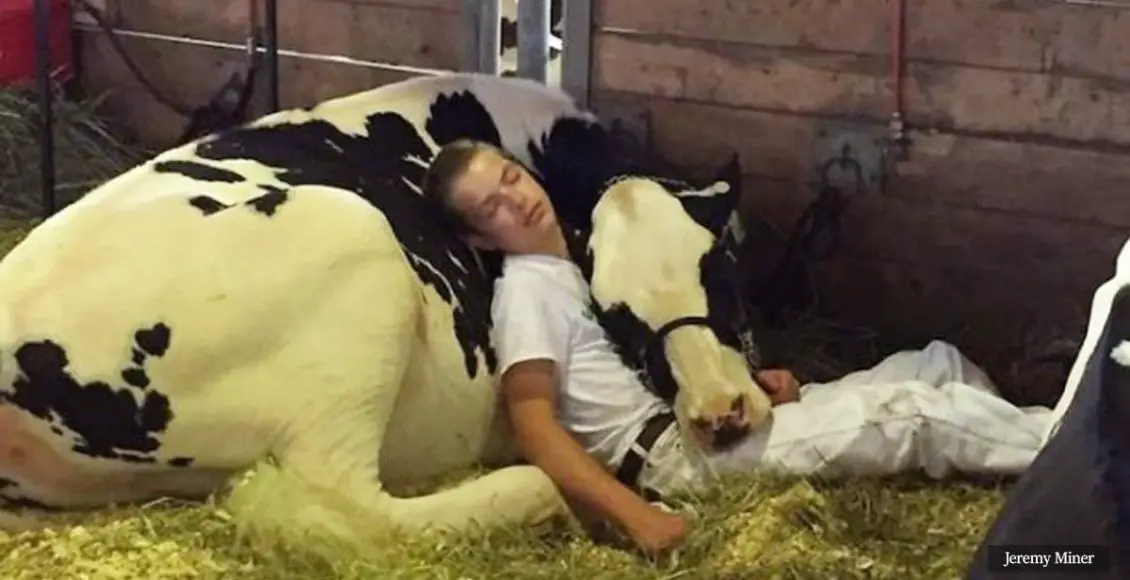 Boy and cow snuggle after losing competition at fair in viral photo that captured the hearts of millions