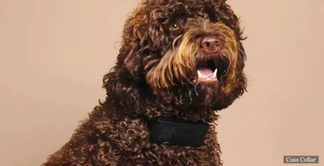 'Go Bark Yourself': A new pet collar translates your dog's barks into hilarious cuss words