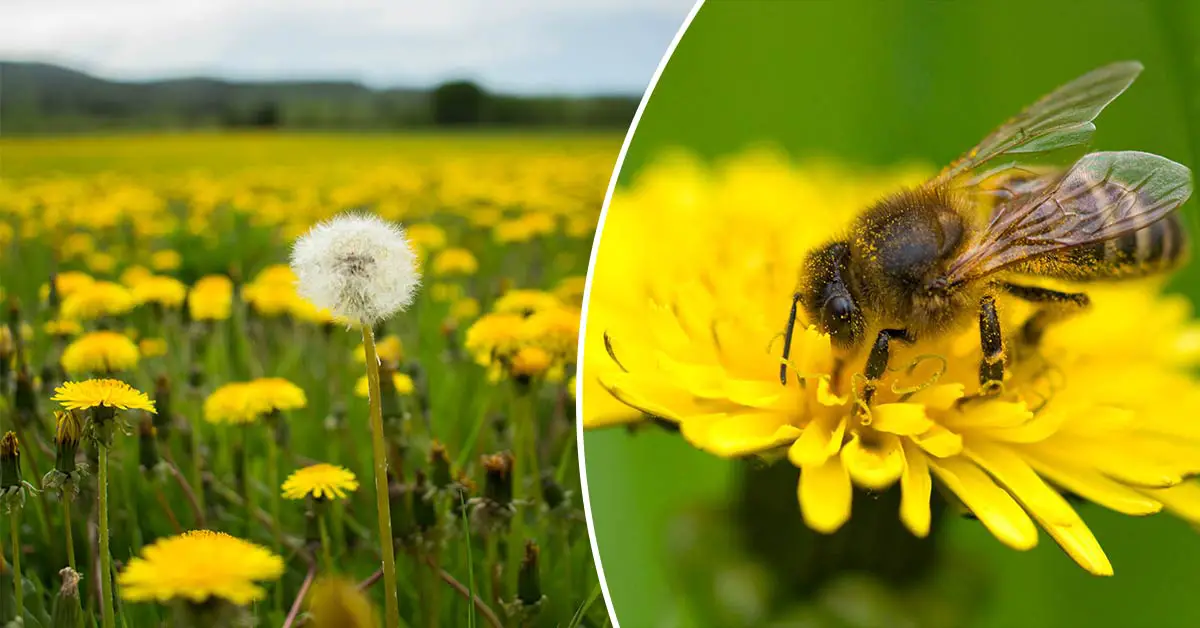 How to help honeybees? Leave the dandelions alone.