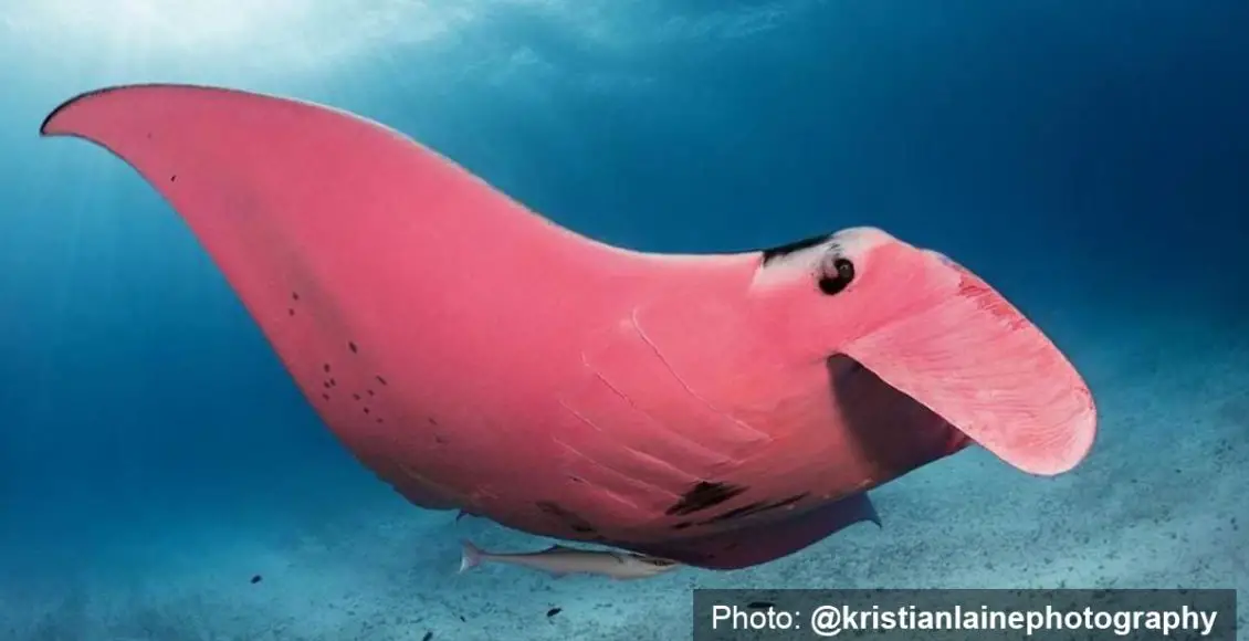 Photographer captures unbelievable snaps of a marine wonder - the pink manta ray