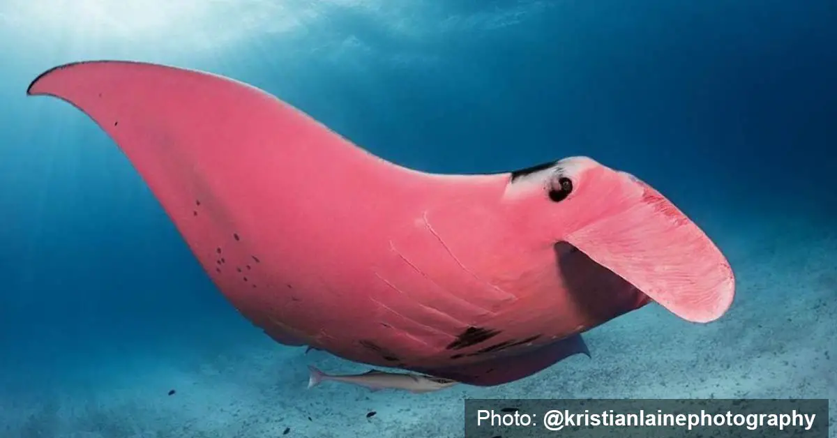 Photographer captures unbelievable snaps of a marine wonder - the pink manta ray