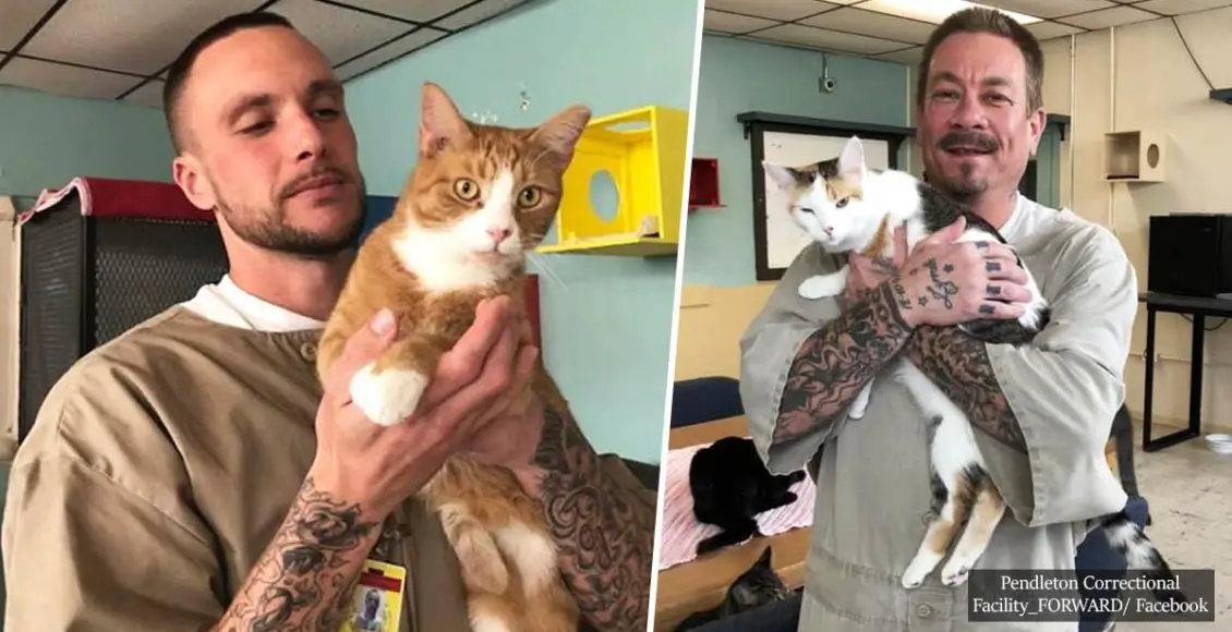Shelter cats transform prisoners' lives in Indiana