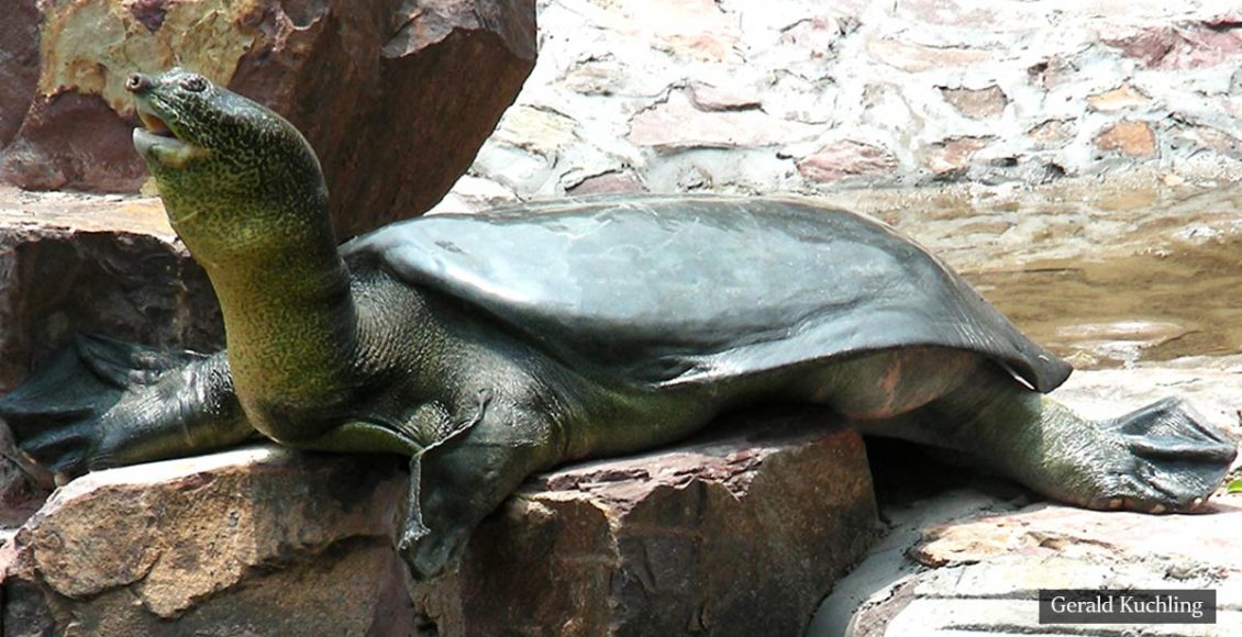 We Have Lost The Last Female Yangtze Giant Softshell Turtle