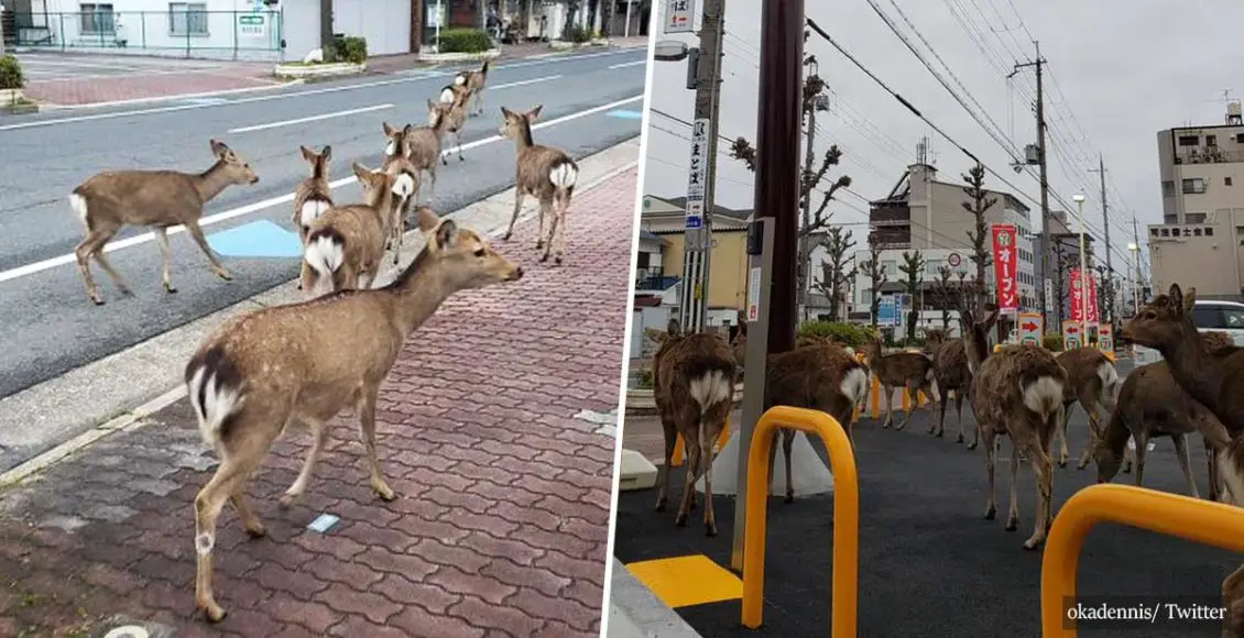 Animals Start Roaming The Cities While People Quarantine Themselves At Home