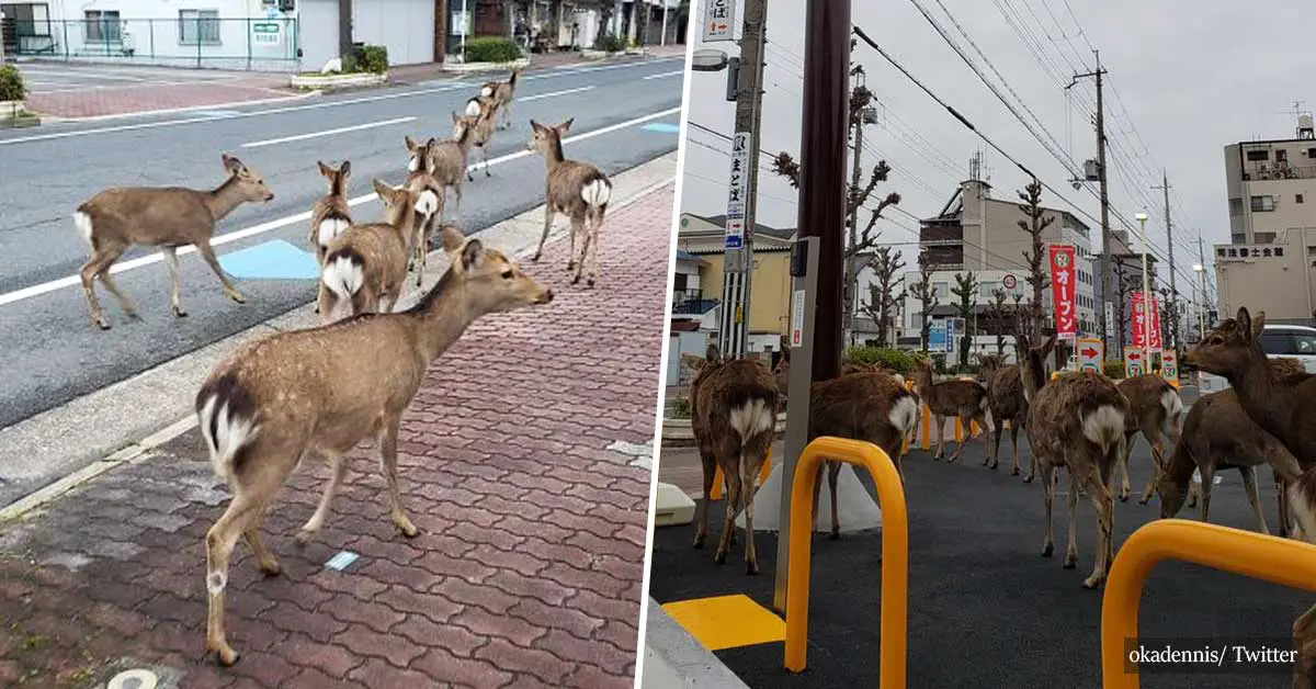 Animals Start Roaming The Cities While People Quarantine Themselves At Home
