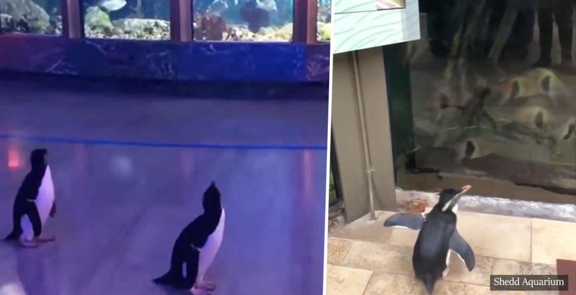 This aquarium lets penguins explore and visit other animals as it's closed to humans