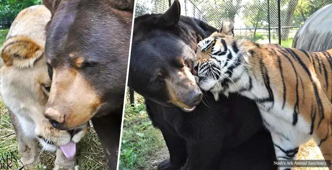 Bear, Lion And Tiger Brothers Have Been Living Side By Side For 15 Years