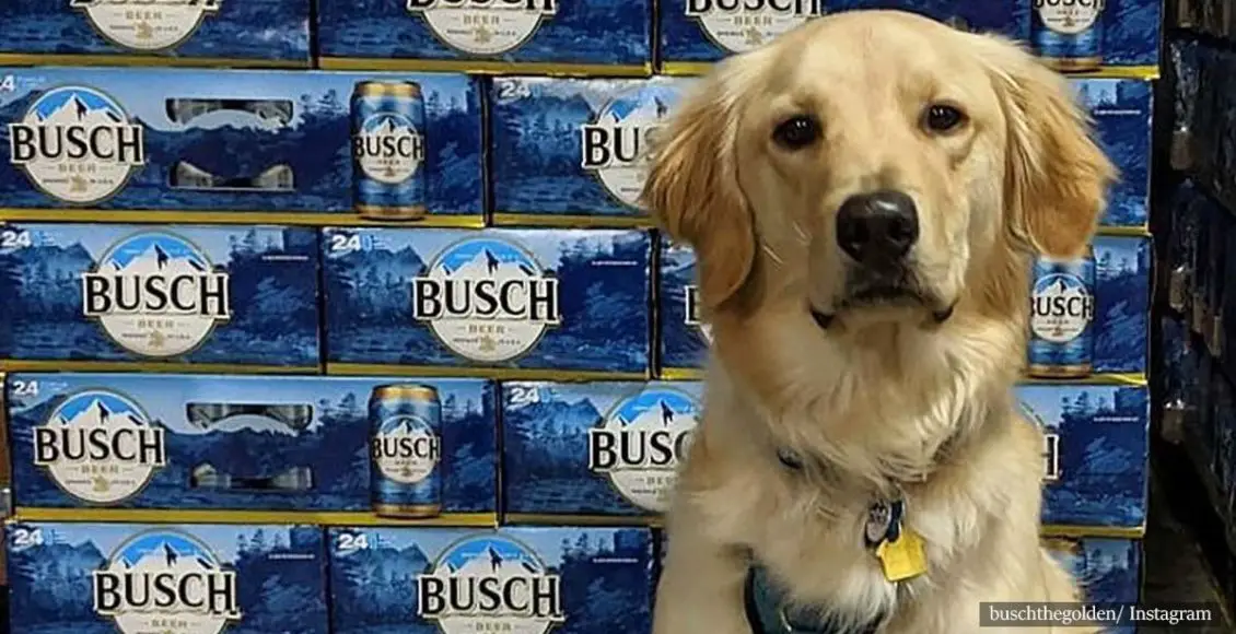 Busch Is Giving 3 Months' Worth Of Beer To People Who Adopt Or Foster A Dog During Coronavirus Pandemic