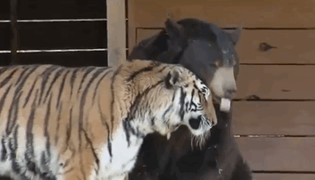 lion-tiger-bear-unusual-friendship-animal-shelter-georgia-12.gif