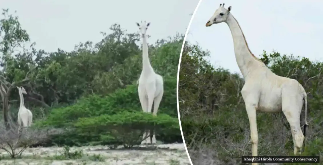 Poachers Kill World’s Last White Female Giraffe And Her Baby In Kenya