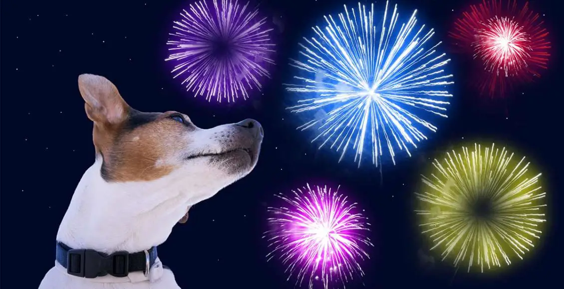 There are now 'Quiet Fireworks' to keep your pet safe on firework nights