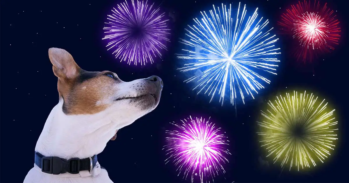 There are now 'Quiet Fireworks' to keep your pet safe on firework nights