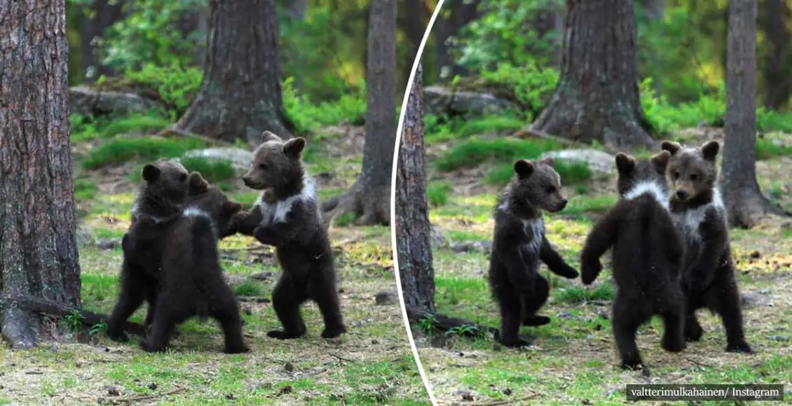 Teacher Finds Baby Bears ‘Dancing’ In Finland Forest, Thinks It's Just His Imagination