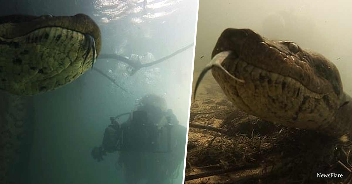 Terrifying Moment Diver Comes Face To Face With Giant Anaconda Captured On Video