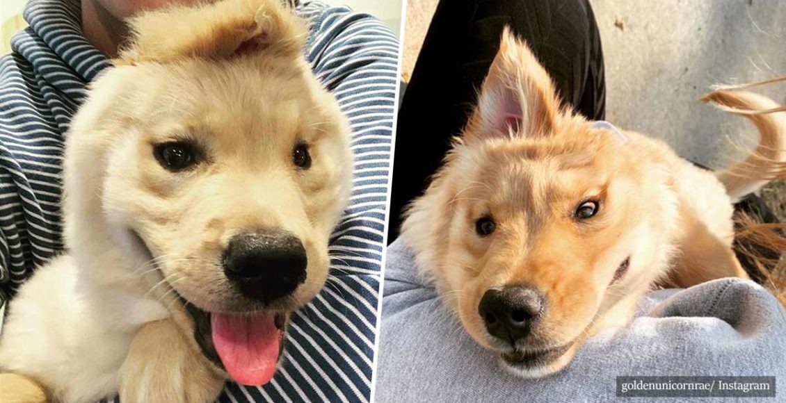This unicorn golden retriever has only one ear in the middle of its head