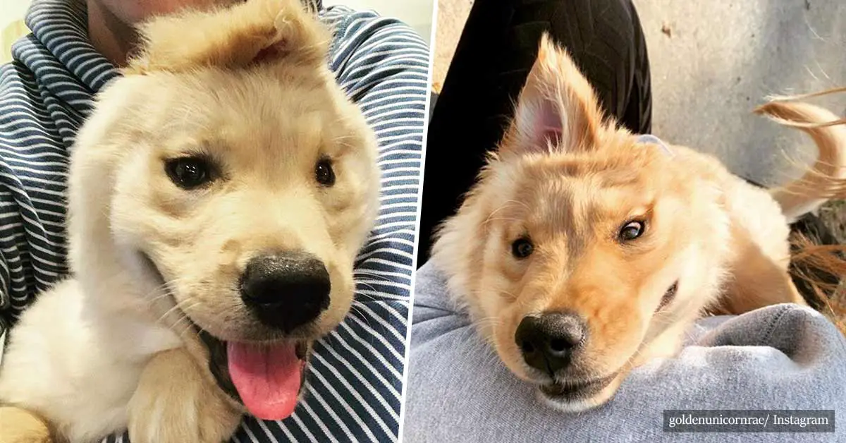 This unicorn golden retriever has only one ear in the middle of its head