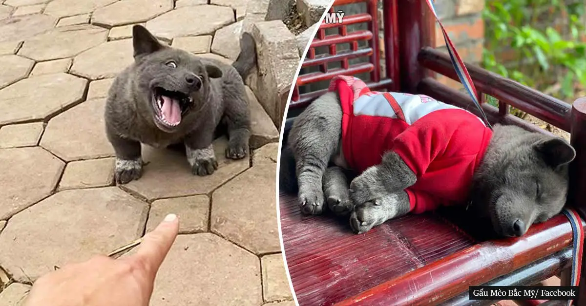 People believe this unique puppy is a dog-cat mixed breed