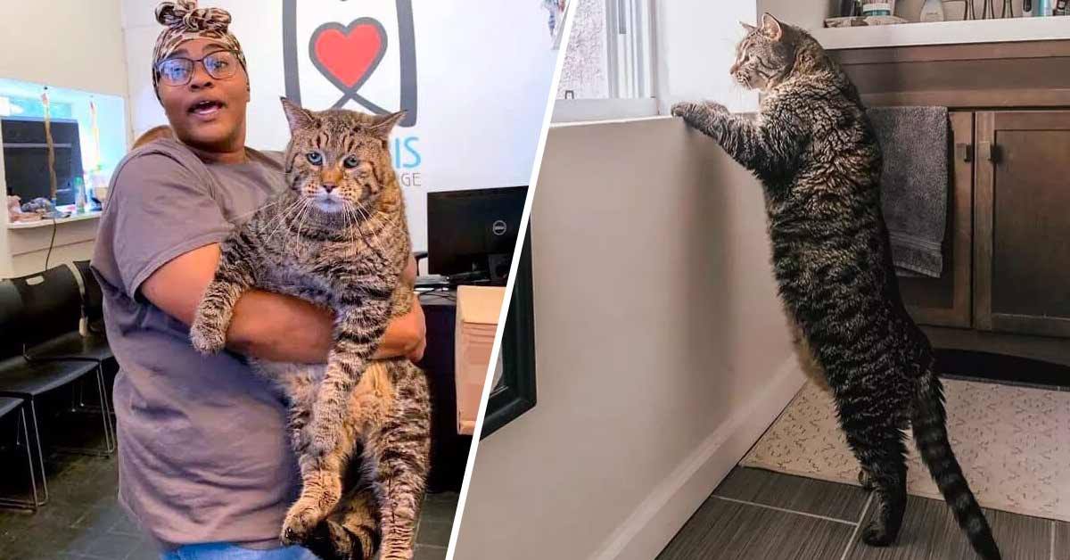Animal Shelter's Massive, 'CHONK' Cat Who Took Internet by Storm Finds New Home