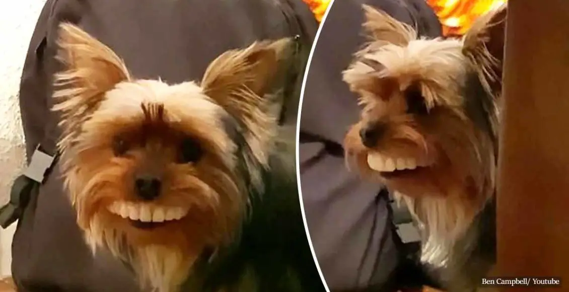 Dog Steals Set Of Fake Teeth And Wears Them Perfectly Leaving Owner Hysterical With Laughter