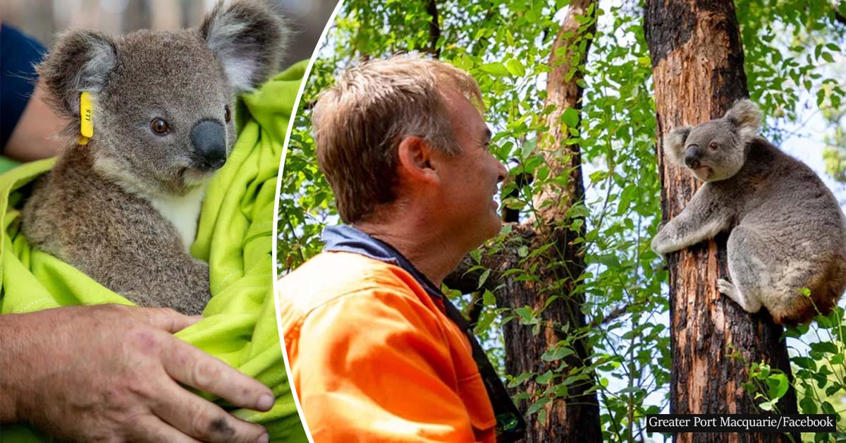 First koalas rescued in Australian wildfires are being released into the wild