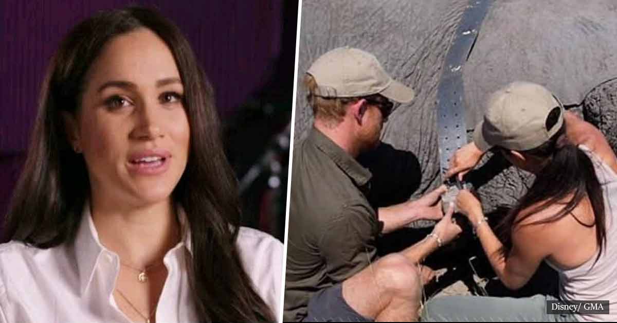 In an exclusive interview, Meghan Markle says she 'understands' elephants while promoting a wildlife documentary she narrates