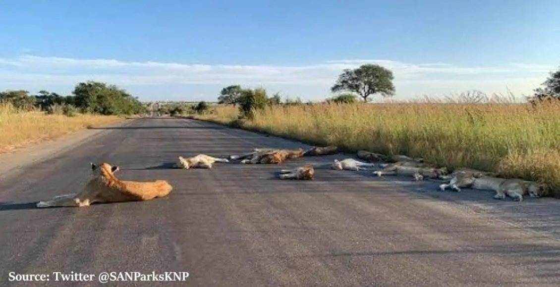 A group of lions from the Kruger National Park in South Africa was seen sleeping on an empty road that is normally filled with tourists.