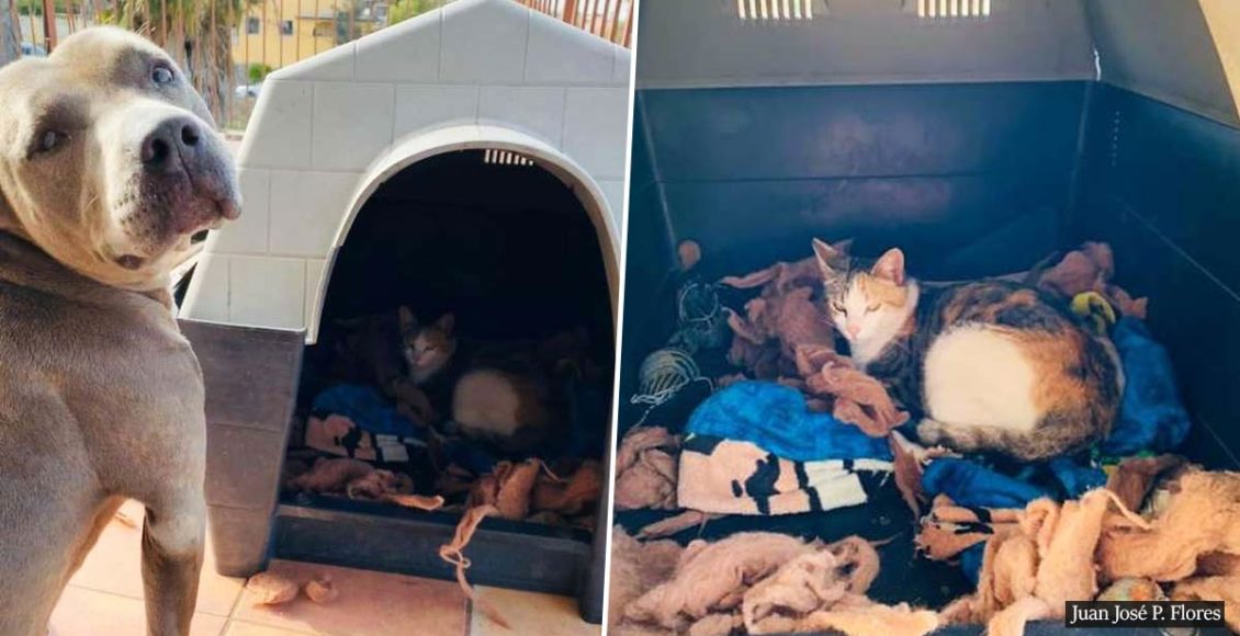 Loving pit bull invites a pregnant stray cat into his house so she could be protected while having her babies