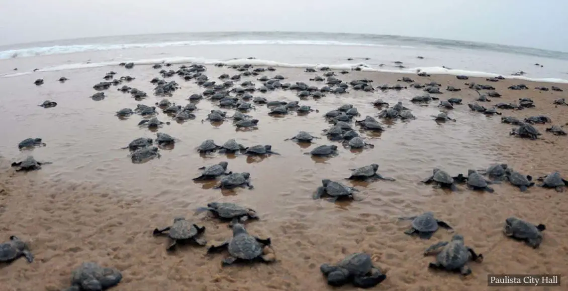 Sea turtles have hatched on a beach deserted due to COVID-19 quarantine