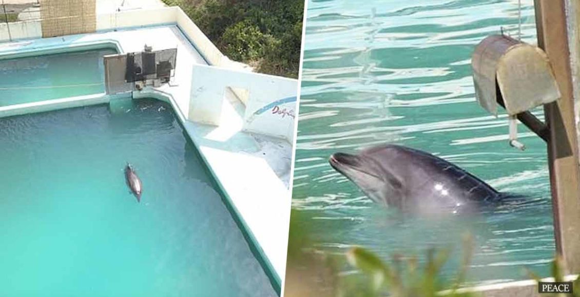 The world's loneliest dolphin, Honey, dies at an abandoned Japanese aquarium