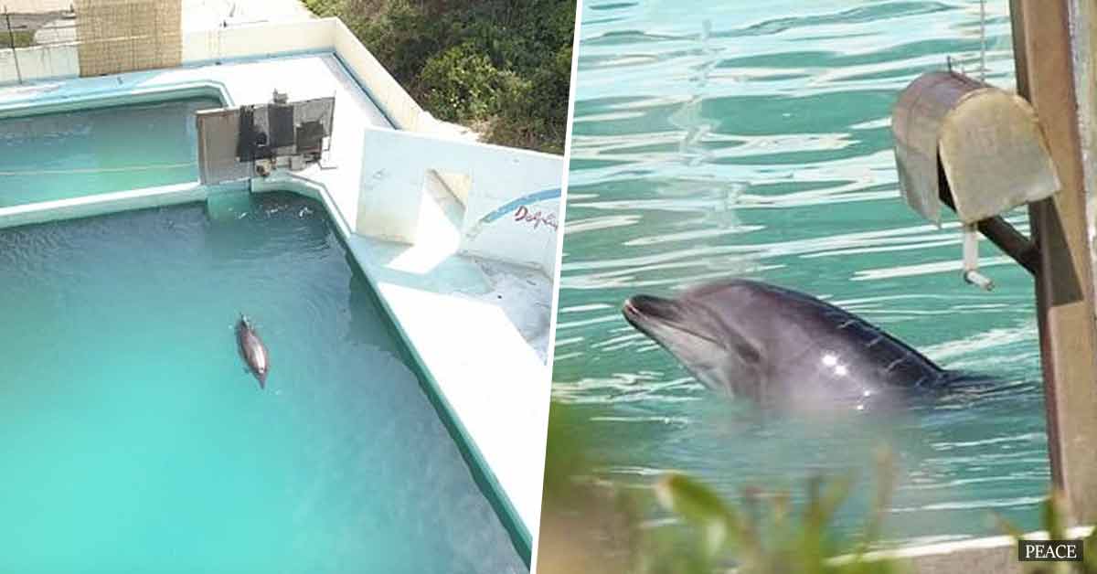 The world's loneliest dolphin, Honey, dies at an abandoned Japanese