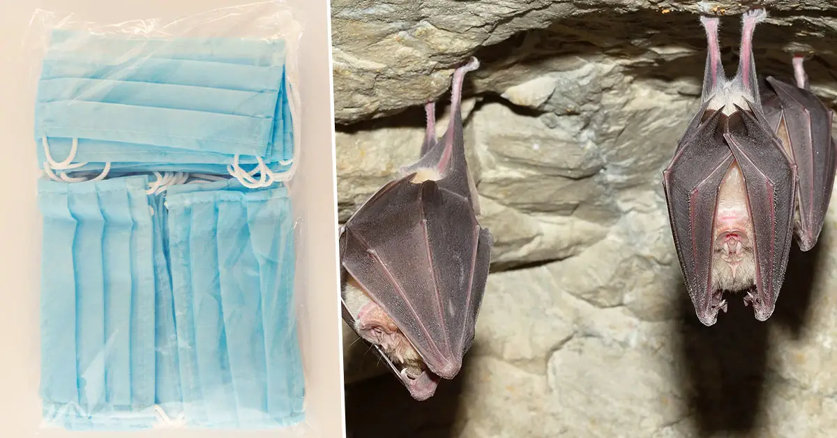 Wuhan Lab Was Performing Experiments On Bats From Coronavirus Caves, U.S. Funded Lab With $3.7 Million