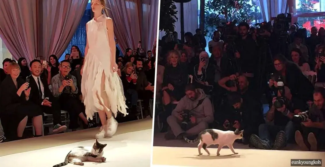Adorable stray cat randomly interrupts fashion show and steals the spotlight