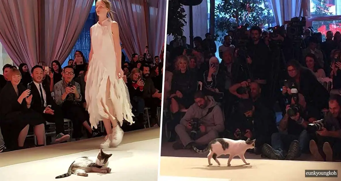 Adorable stray cat randomly interrupts fashion show and steals the spotlight