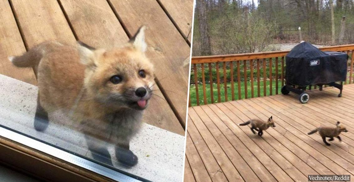 Baby Foxes Show up at a House and the Pictures are Melting Hearts