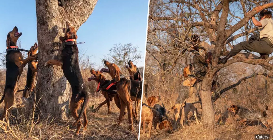 Dogs Trained To Protect Wildlife Save 45 Rhinos From Being Poached