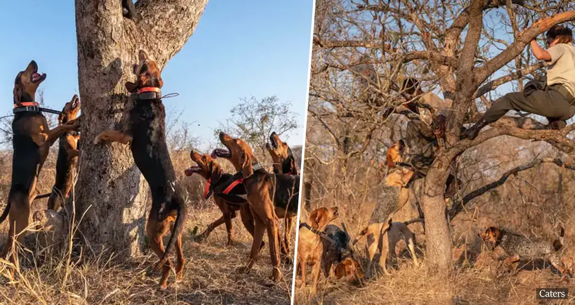 Dogs Trained To Protect Wildlife Save 45 Rhinos From Being Poached