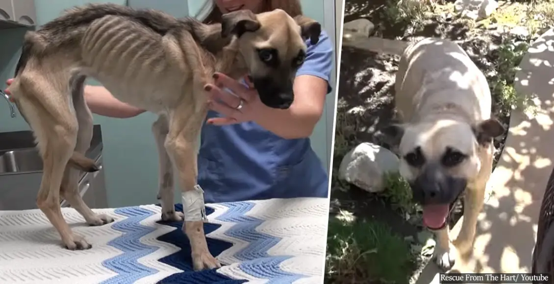 Dying dog, starved to the brink of death by its owner, undergoes a 'Miracle' transformation