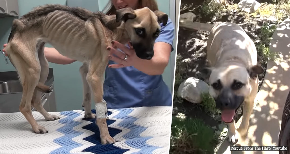 Dying dog, starved to the brink of death by its owner, undergoes a 'Miracle' transformation