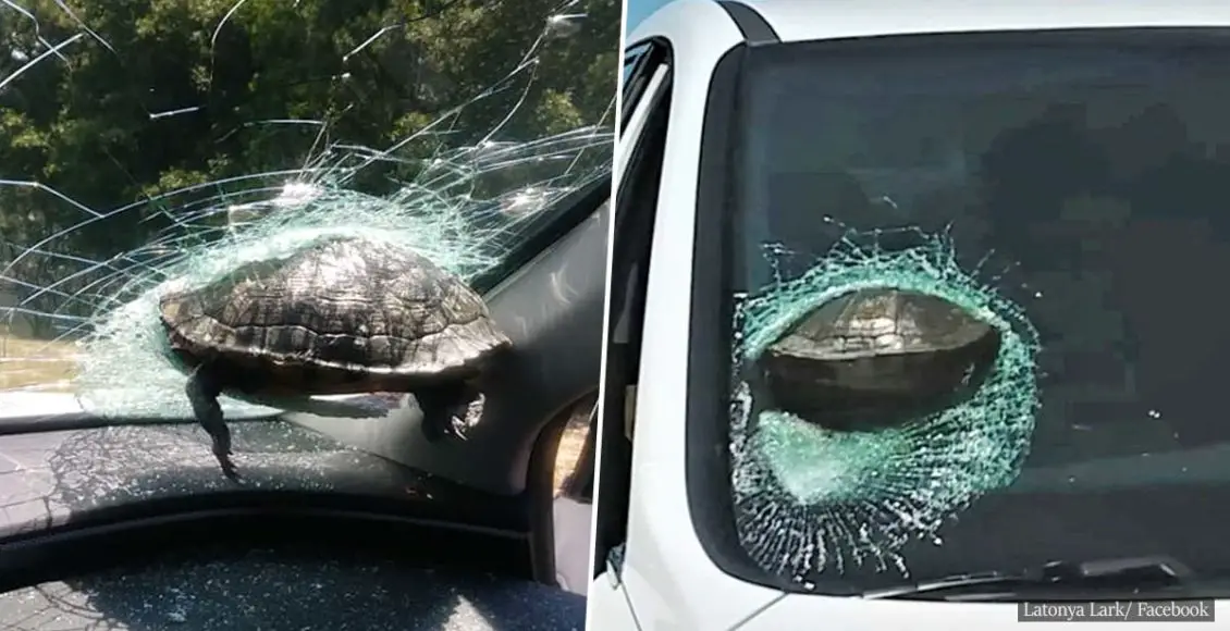 Flying turtle shattered a car windscreen on a US freeway