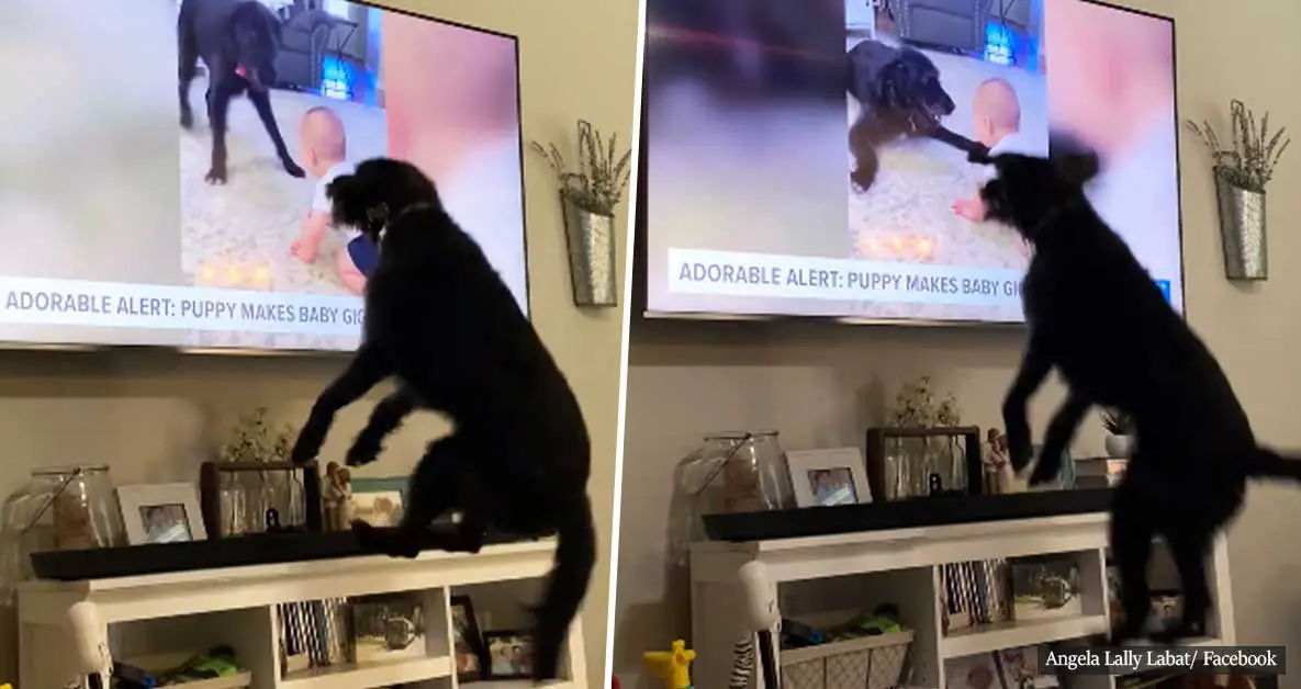 Loving dog instantly goes haywire when he sees himself on TV