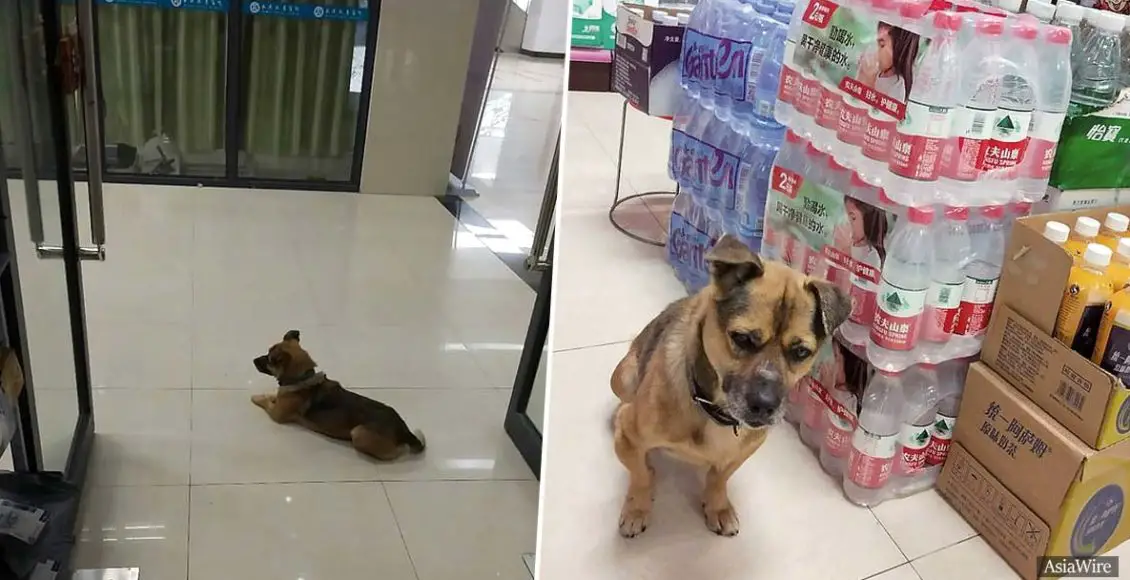 Loyal dog waits for his owner at a Wuhan hospital, unaware he had died of COVID-19 three months ago