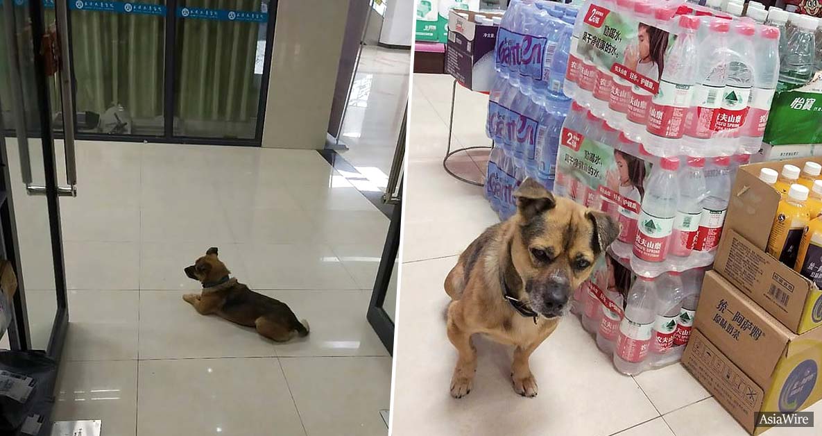 Loyal dog waits for his owner at a Wuhan hospital, unaware he had died of COVID-19 three months ago