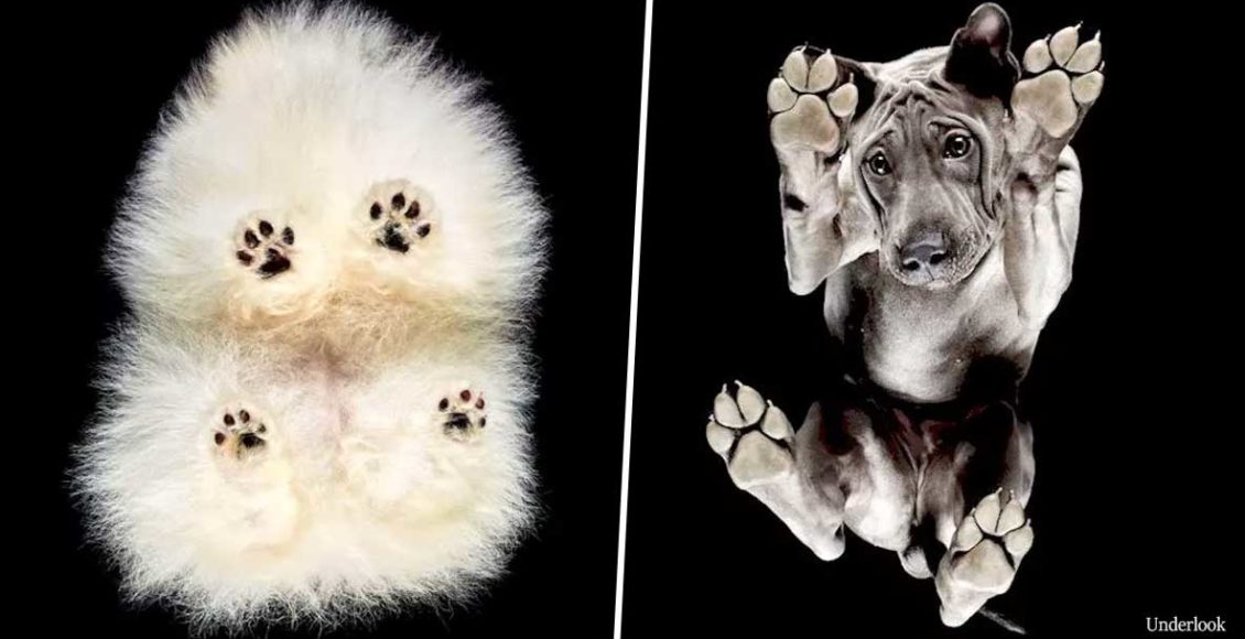 Photographer takes photos of cats and dogs from underneath and the results are mind-blowing