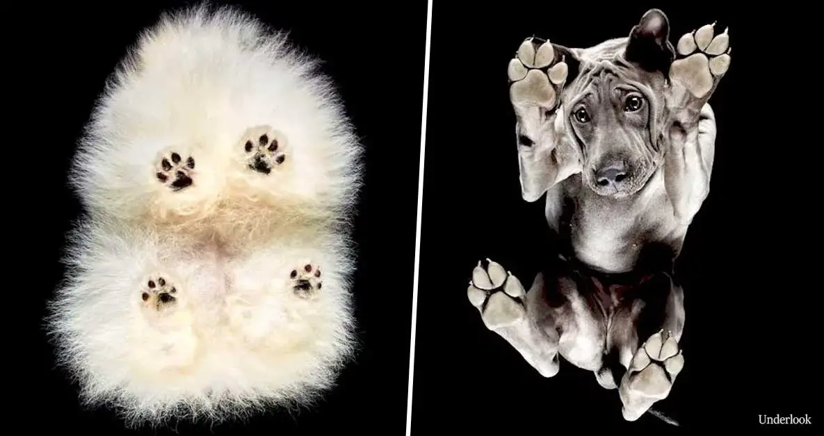 Photographer takes photos of cats and dogs from underneath and the results are mind-blowing