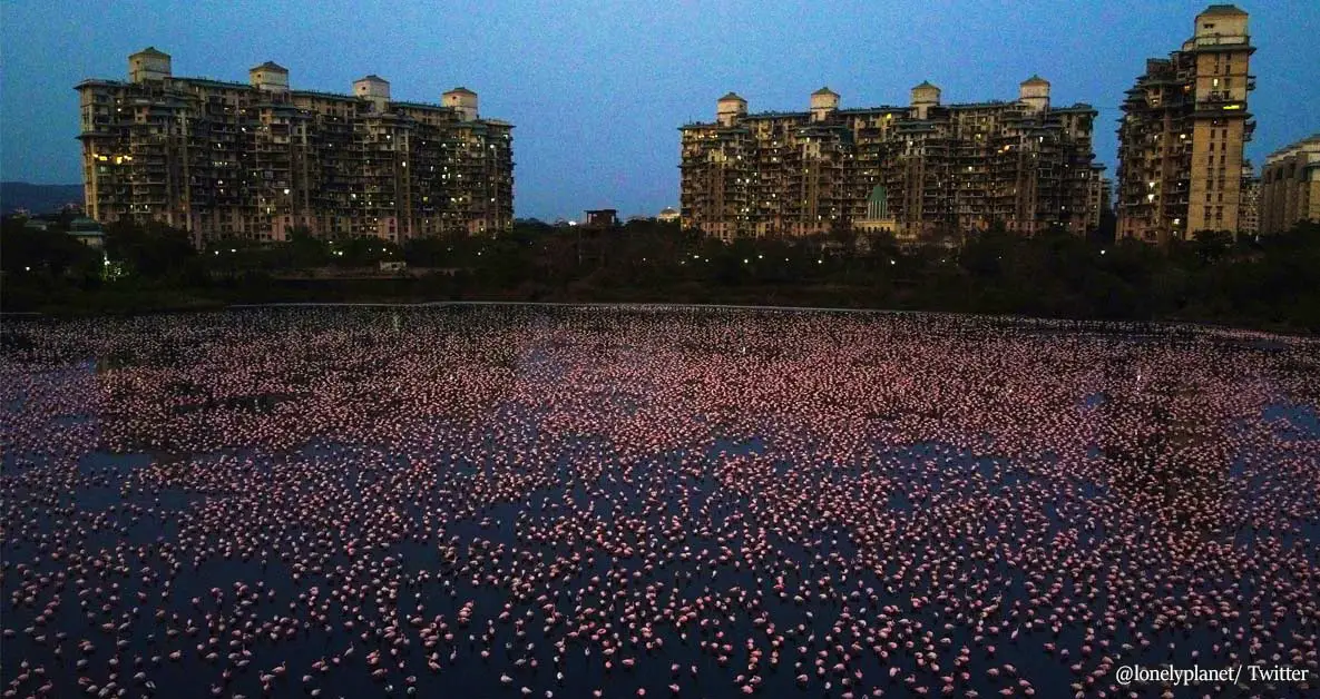 Record Number of Flamingos Take Over Mumbai and Paint It Pink During Lockdown